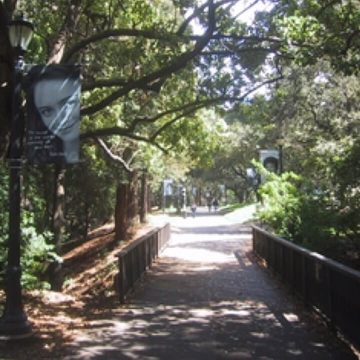 walkway in the trees